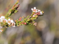 Astartea corniculata