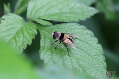 Palpada pusilla