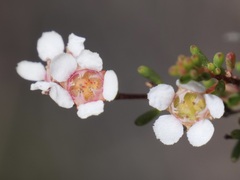 Astartea corniculata