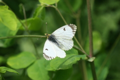 Anthocharis damone eunomia