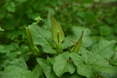 Arum cylindraceum