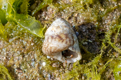 Steromphala cineraria