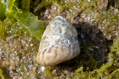 Steromphala cineraria
