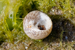 Steromphala cineraria