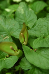 Arum cylindraceum