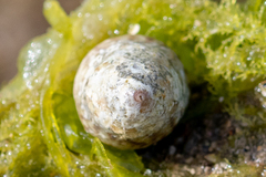 Steromphala cineraria