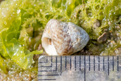 Steromphala cineraria