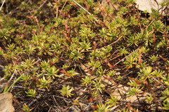 Stylidium repens