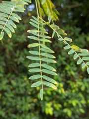 Fabaceae