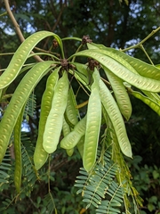 Fabaceae