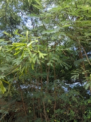 Fabaceae