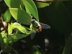 Rutilia