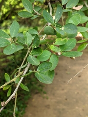 Fabaceae