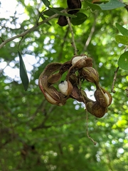 Fabaceae