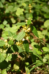 Lamium galeobdolon montanum