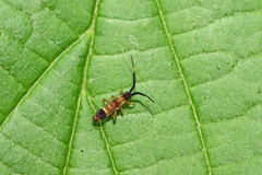 Orchesella flavescens