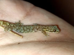 Hemiphyllodactylus typus