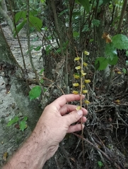 Gastrodia molloyi