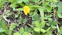 Arachis duranensis