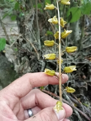 Gastrodia molloyi