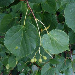 Tilia cordata