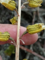 Gastrodia molloyi