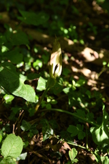 Arum cylindraceum