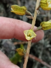 Gastrodia molloyi
