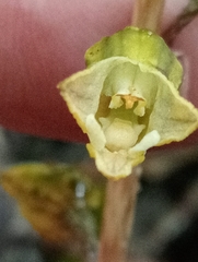 Gastrodia molloyi