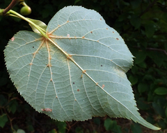 Tilia cordata