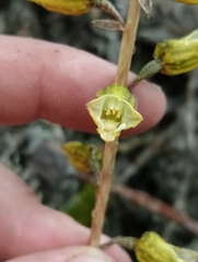 Gastrodia molloyi
