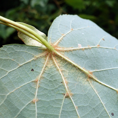Tilia cordata