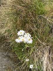Dolichoglottis scorzoneroides