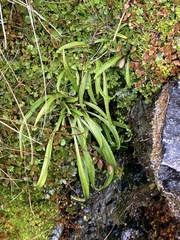 Dolichoglottis lyallii