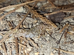 Hemiphyllodactylus typus