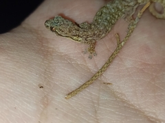 Hemiphyllodactylus typus