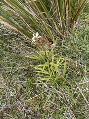 Dolichoglottis scorzoneroides
