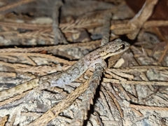 Hemiphyllodactylus typus