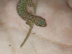 Hemiphyllodactylus typus