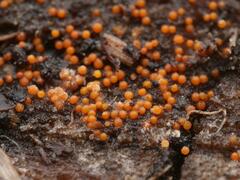 Hydropisphaera peziza