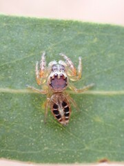 Opisthoncus sexmaculatus