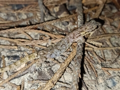 Hemiphyllodactylus typus