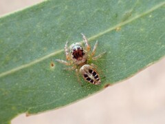 Opisthoncus sexmaculatus