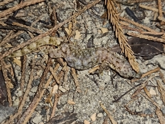 Hemiphyllodactylus typus