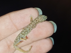 Hemiphyllodactylus typus