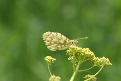 Anthocharis damone eunomia