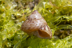 Steromphala cineraria