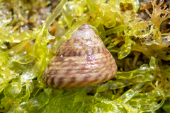 Steromphala cineraria