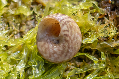 Steromphala cineraria