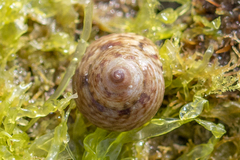 Steromphala cineraria